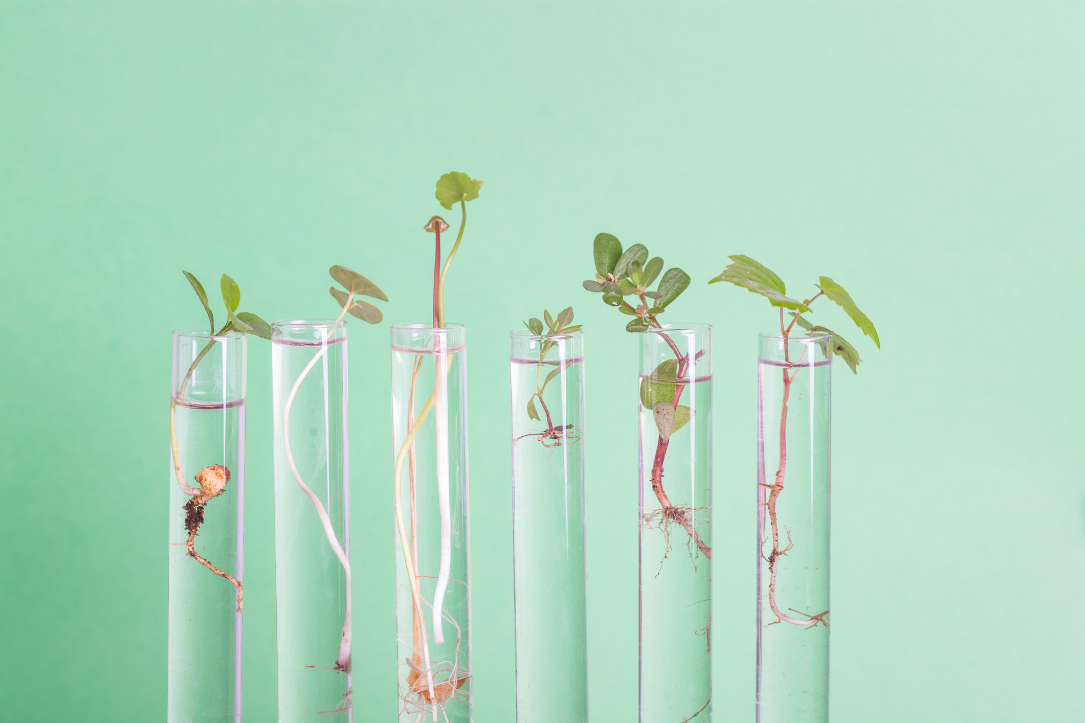 Biotech recruitment: Image shows a row of 6 clear test tubes with small plants and shoots growing out of them, against a mint green background.